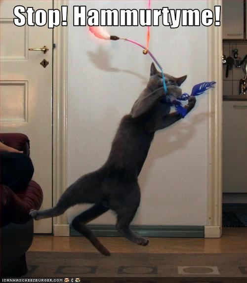 hammertimecheez hammertimecheez